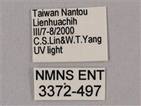 直翅六點天蛾藏品圖，第3張