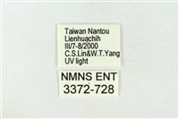素木綠刺蛾藏品圖，第3張