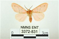 三條橙燈蛾藏品圖，第1張