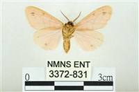 三條橙燈蛾藏品圖，第2張