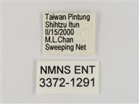 淡褐脈粉蝶藏品圖，第3張