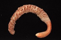 麥氏棘羽海鰓藏品圖，第2張