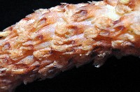 麥氏棘羽海鰓藏品圖，第4張