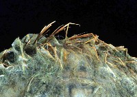海鼠鱗沙蠶藏品圖，第2張