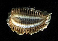 海鼠鱗沙蠶藏品圖，第3張