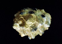 紫口岩螺藏品圖，第3張