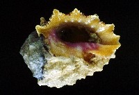 玫瑰岩螺藏品圖，第3張