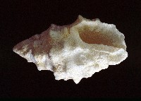 白結螺藏品圖，第3張