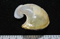 龍骨海鹿螺(龍骨截尾海兔)藏品圖，第1張