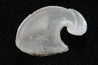 龍骨海鹿螺(龍骨截尾海兔)藏品圖，第2張
