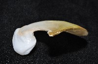 龍骨海鹿螺(龍骨截尾海兔)藏品圖，第3張