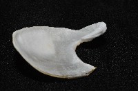 龍骨海鹿螺(龍骨截尾海兔)藏品圖，第4張