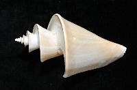 旋梯螺藏品圖，第3張