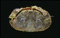 肝葉饅頭蟹藏品圖，第2張