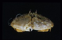 肝葉饅頭蟹藏品圖，第4張