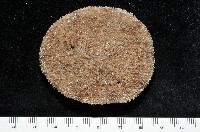 網楯海膽藏品圖，第1張