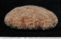網楯海膽藏品圖，第2張