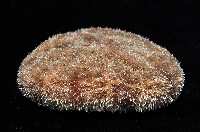 網楯海膽藏品圖，第3張