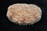 網楯海膽藏品圖，第5張