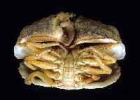 公雞饅頭蟹藏品圖，第3張