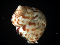 斑青山蝸牛藏品圖，第4張