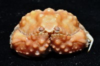 山羊饅頭蟹藏品圖，第2張