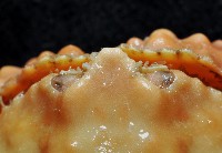 山羊饅頭蟹藏品圖，第3張
