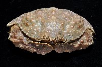 肝葉饅頭蟹藏品圖，第2張