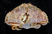 肝葉饅頭蟹藏品圖，第3張