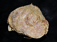 肝葉饅頭蟹藏品圖，第4張