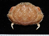 肝葉饅頭蟹藏品圖，第1張