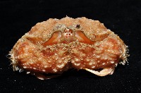 肝葉饅頭蟹藏品圖，第2張