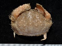 肝葉饅頭蟹藏品圖，第1張
