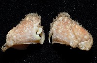肝葉饅頭蟹藏品圖，第2張