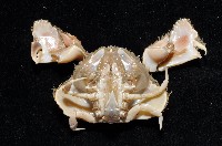 肝葉饅頭蟹藏品圖，第4張
