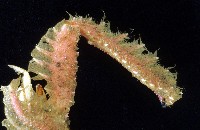 短臂側棘蟹藏品圖，第7張