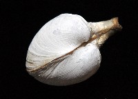 寶島杓蛤藏品圖，第2張