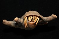 寄居蟹鞘群海葵藏品圖，第3張