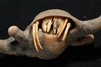 寄居蟹鞘群海葵藏品圖，第4張