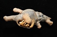 寄居蟹鞘群海葵藏品圖，第5張