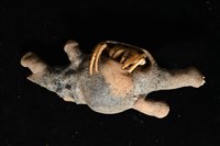 寄居蟹鞘群海葵藏品圖，第6張