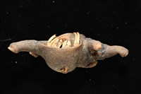 寄居蟹鞘群海葵藏品圖，第8張