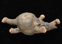 寄居蟹鞘群海葵藏品圖，第9張