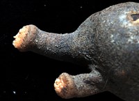 寄居蟹鞘群海葵藏品圖，第11張