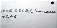 寄居蟹鞘群海葵藏品圖，第13張