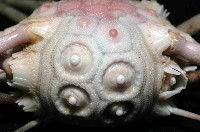 顆粒硬頭帕藏品圖，第3張