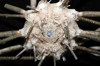 顆粒硬頭帕藏品圖，第4張
