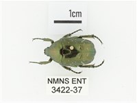 東方白點花金龜藏品圖，第1張