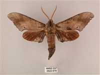 栗六點天蛾藏品圖，第1張