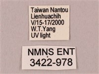 栗六點天蛾藏品圖，第3張